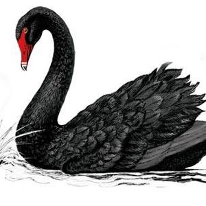 Black Swan Morris